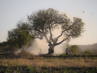 A tree in a drought countryside