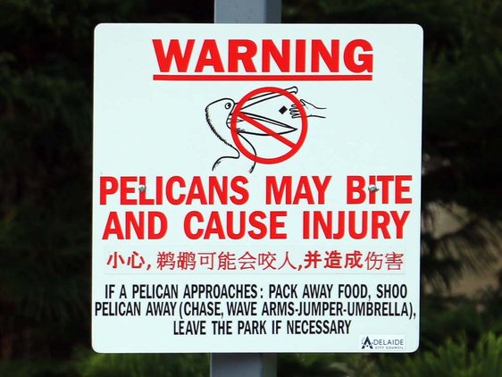 Warning of pelican dangers in Adelaide, Australia 